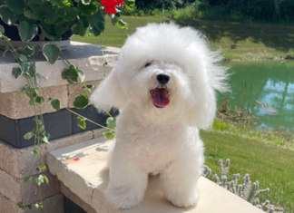 Bolognese Dog Breed: Fluffy Italian Companion