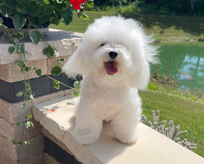 Bolognese Dog Breed: Fluffy Italian Companion