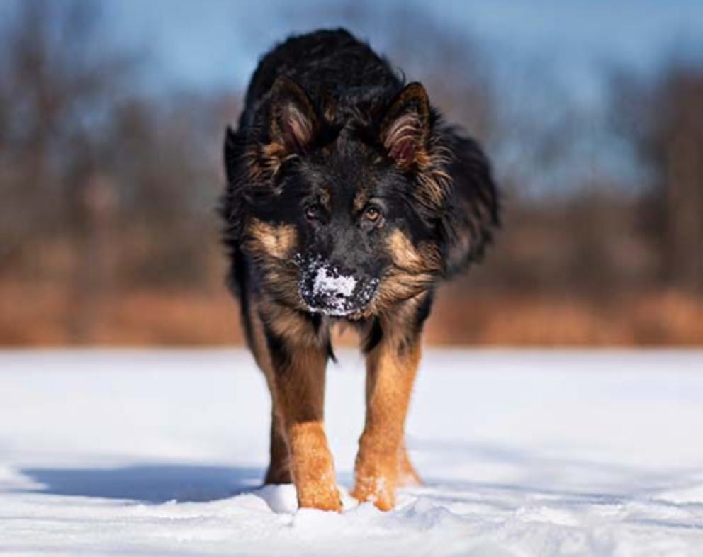 Bohemian Shepherd Dog Breed