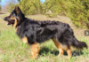 Bohemian Shepherd Dog Breed: Loyal Companion Bohemian Shepherd Dog Breed: Loyal Companion
