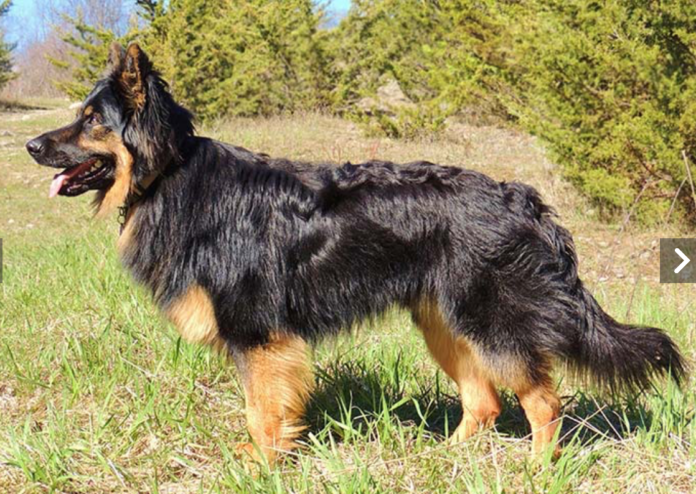 Bohemian Shepherd Dog Breed: Loyal Companion