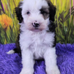 Adopting a Miniature Sheepdog: What to Expect and How to Prepare
