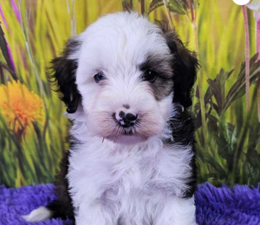Adopting a Miniature Sheepdog: What to Expect and How to Prepare Adopting a Miniature Sheepdog: What to Expect and How to Prepare