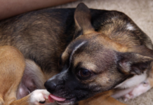 Why Dogs Lick and Chew Their Paws? Understanding the Common Causes and Solutions Why Do Dogs Lick and Chew Their Paws? Understanding the Common Causes and Solutions