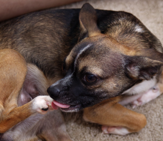 Why Dogs Lick and Chew Their Paws? Understanding the Common Causes and Solutions Why Do Dogs Lick and Chew Their Paws? Understanding the Common Causes and Solutions