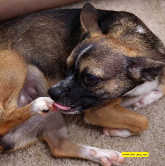 Why Do Dogs Lick and Chew Their Paws? Understanding the Common Causes and Solutions