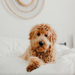 How to Choose the Right Dog Food for Your Furry Friend