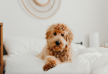 How to Choose the Right Dog Food for Your Furry Friend How to Choose the Right Dog Food for Your Furry Friend