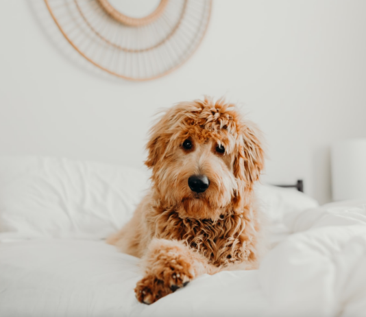 How to Choose the Right Dog Food for Your Furry Friend How to Choose the Right Dog Food for Your Furry Friend