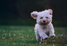 5 Tips for Choosing the Right Veterinarian for Your Dog 5 Tips for Choosing the Right Veterinarian for Your Dog