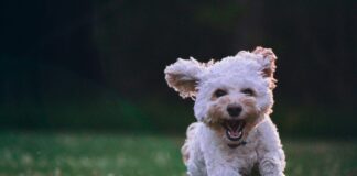 5 Tips for Choosing the Right Veterinarian for Your Dog 5 Tips for Choosing the Right Veterinarian for Your Dog