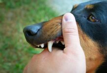 The Common Defenses Used in a Dog Bite Case The Common Defenses Used in a Dog Bite Case