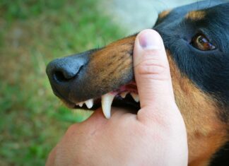 The Common Defenses Used in a Dog Bite Case