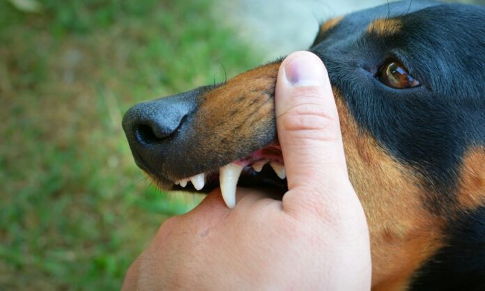 The Common Defenses Used in a Dog Bite Case