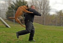 The Immediate Steps to Take After Being Bitten by a Dog The Immediate Steps to Take After Being Bitten by a Dog