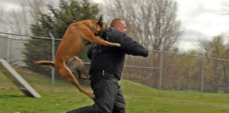 The Immediate Steps to Take After Being Bitten by a Dog The Immediate Steps to Take After Being Bitten by a Dog