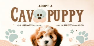 Adopt A Cavapoo Puppy: Your Ultimate Guide to Finding and Raising the Perfect Companion Adopt A Cavapoo Puppy