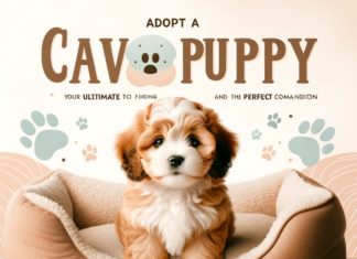 Adopt A Cavapoo Puppy: Your Ultimate Guide to Finding and Raising the Perfect Companion Adopt A Cavapoo Puppy