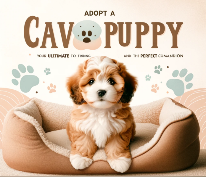 Adopt A Cavapoo Puppy