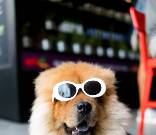 New Toys, Gadgets, and Treats for Dogs: The Ultimate Guide to Spoiling Your Pup New Toys, Gadgets, and Treats for Dogs: The Ultimate Guide to Spoiling Your Pup