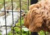 Wildlife Removal for Dog Owners: Essential Tips and Solutions Wildlife Removal for Dog Owners: Essential Tips and Solutions