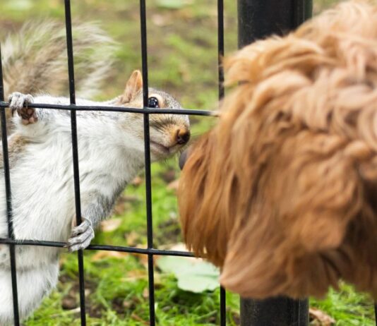 Wildlife Removal for Dog Owners: Essential Tips and Solutions Wildlife Removal for Dog Owners: Essential Tips and Solutions