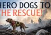 Paws of Hope: How Search and Rescue Dogs Like Tracker Became Aviation’s Unsung Heroes” Search and Rescue Dogs