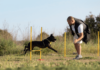 What are the benefits of online and in Person Dog training?
