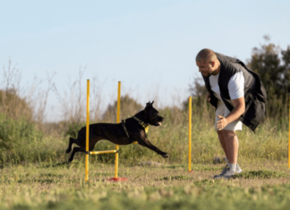What are the benefits of online and in Person Dog training? What are the benefits of online and in Person Dog training?
