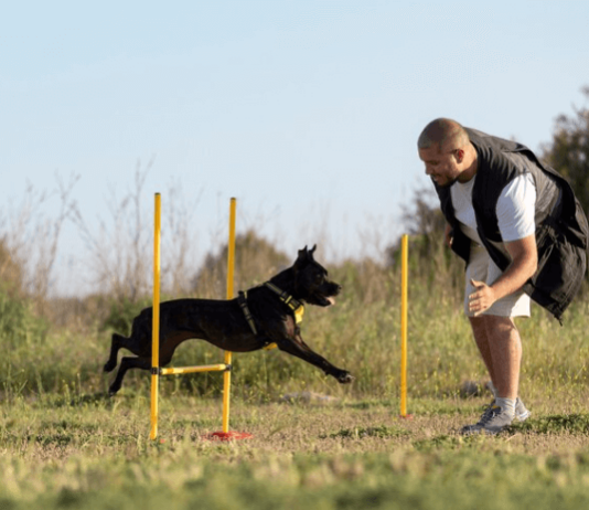 What are the benefits of online and in Person Dog training? What are the benefits of online and in Person Dog training?