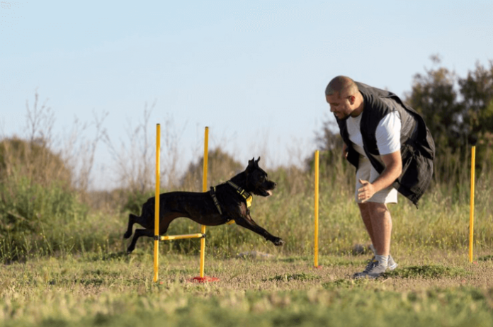 What are the benefits of online and in Person Dog training?