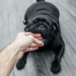 How to Prove Negligence in a Dog Bite Injury Claim