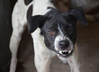 Some Aggressive Dog Breeds and Tips on Handling Them Some Aggressive Dog Breeds and Tips on Handling Them