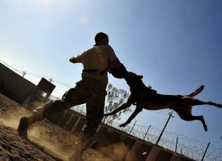 Anxiety: A Life-Altering Consequence of a Dog Bite Incident Dog Bite Incident