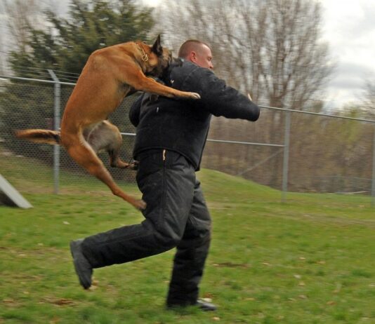 5 Most Common Mistakes People Make After a Dog Bite Incident in Cincinnati 5 Most Common Mistakes People Make After a Dog Bite Incident in Cincinnati