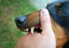 What Are Your Options for Seeking Justice After a Dog Bite Injury? What Are Your Options for Seeking Justice After a Dog Bite Injury?