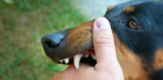 What Are Your Options for Seeking Justice After a Dog Bite Injury? What Are Your Options for Seeking Justice After a Dog Bite Injury?