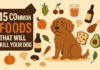 15 Common Foods That Can Kill Your Dog (And What to Do Instead) 15 Common Foods That Can Kill Your Dog