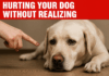 15 Surprising Ways You’re Hurting Your Dog (Without Realizing It!)