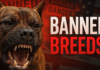 7 Dog Breeds So Dangerous They're Banned in the UK & US
