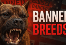 7 Dangerous dog breeds banned in UK and US 7 Dog Breeds So Dangerous They're Banned in the UK & US