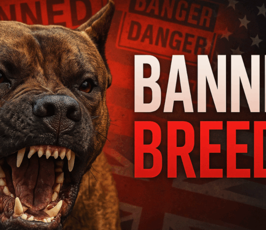 7 Dangerous dog breeds banned in UK and US 7 Dog Breeds So Dangerous They're Banned in the UK & US