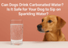 Can Dogs Drink Carbonated Water? Is It Safe for Your Dog to Sip on Sparkling Water? Can Dogs Drink Carbonated Water? Is It Safe for Your Dog to Sip on Sparkling Water?