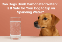 Can Dogs Drink Carbonated Water? Is It Safe for Your Dog to Sip on Sparkling Water? Can Dogs Drink Carbonated Water? Is It Safe for Your Dog to Sip on Sparkling Water?