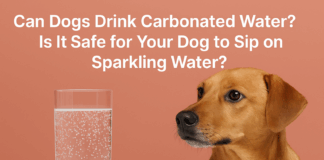 Can Dogs Drink Carbonated Water? Is It Safe for Your Dog to Sip on Sparkling Water? Can Dogs Drink Carbonated Water? Is It Safe for Your Dog to Sip on Sparkling Water?