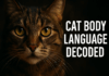 Cat Body Language Decoded
