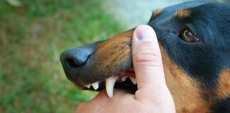 What Should You Do After a Dog Attack? Medical Steps and Legal Advice What Should You Do After a Dog Attack? Medical Steps and Legal Advice
