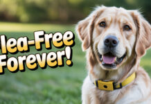 How Can You Combine a Safe Flea Collar with Other Flea Prevention Methods for Maximum Protection How Can You Combine a Safe Flea Collar with Other Flea Prevention Methods for Maximum Protection