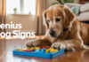 Is Your Dog a Genius? 10 Signs of a SMART Dog! Is Your Dog a Genius? 10 Signs of a SMART Dog!