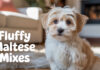 15 Adorable Maltese Mix Breeds: Discover Your New Favorite Companion! 15 Adorable Maltese Mix Breeds: Discover Your New Favorite Companion!